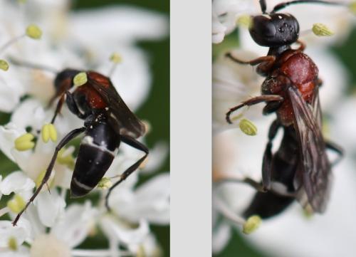 Harpactus laevis